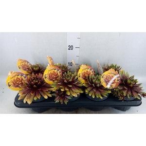 Sempervivum  'ChickCh Gold Rush'