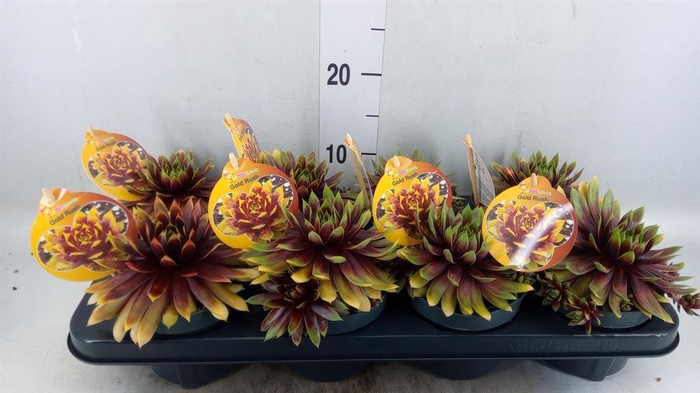 <h4>Sempervivum  'ChickCh Gold Rush'</h4>