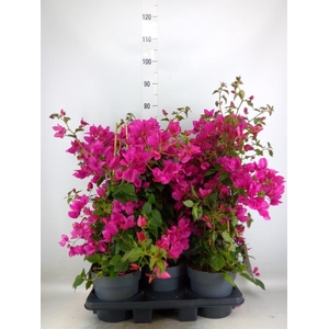 Bougainvillea  'Sanderiana'