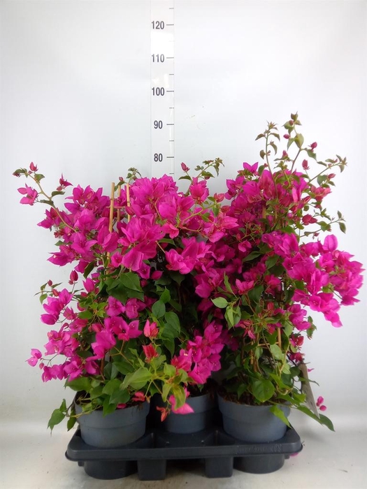 <h4>Bougainvillea  'Sanderiana'</h4>