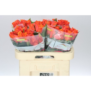 Rosa Gr Orange Wave