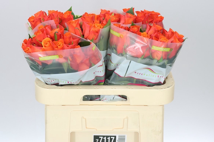 <h4>Rosa Gr Orange Wave</h4>