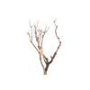 Syringa Branch Extra Stella