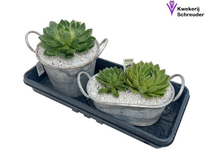 <h4>ARR TUINPLANTEN</h4>
