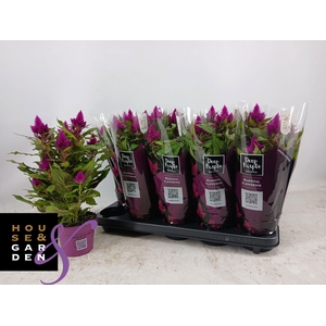 CEL DEEP PURPLE