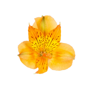 ALSTROEMERIA SAVANNA 080 CM