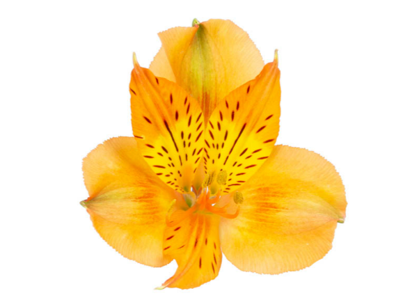 <h4>ALSTROEMERIA SAVANNA 080 CM</h4>