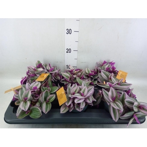 Tradescantia cerinth. 'Nanouk'