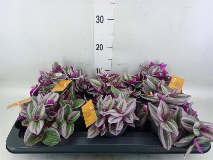 <h4>Tradescantia cerinth. 'Nanouk'</h4>