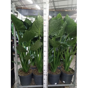 Alocasia cucullata