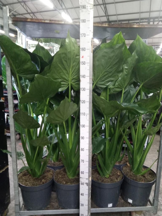 <h4>Alocasia cucullata</h4>