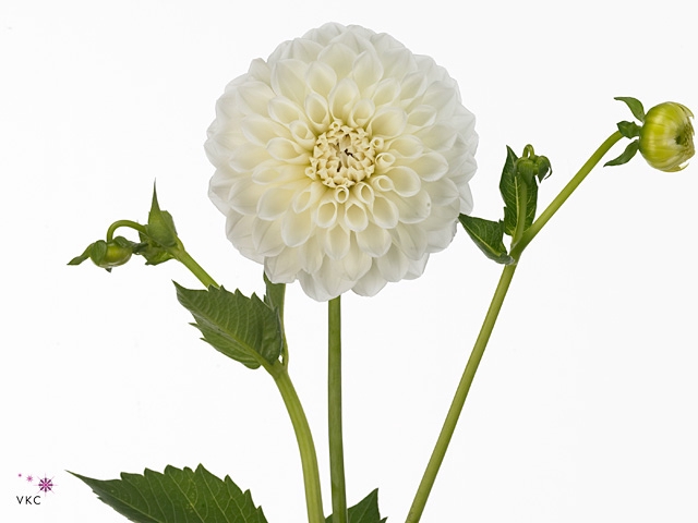 Dahlia Boom Boom White