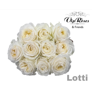R GR LOTTI+