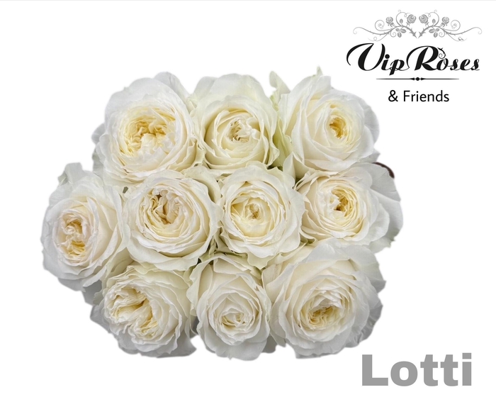 <h4>R GR LOTTI+</h4>
