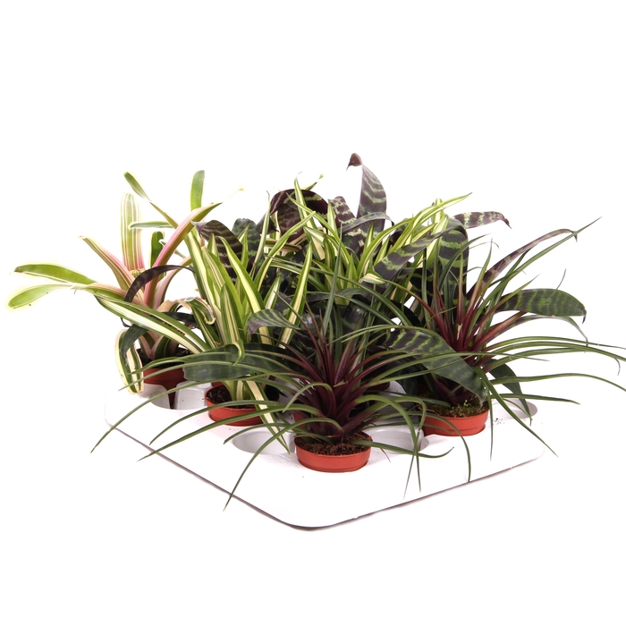 <h4>Forrest mix - blad mix Bromelia</h4>