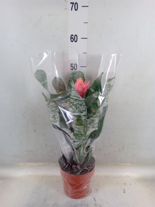 <h4>Aechmea   ...</h4>