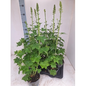 DELP EL MAG FOUNTAIN