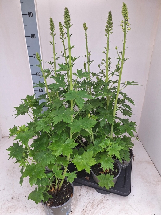 <h4>DELP EL MAG FOUNTAIN</h4>