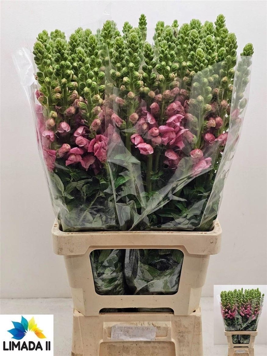 <h4>Antir Poto Pink</h4>