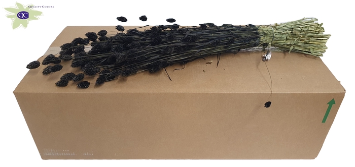 Phalaris per bunch Black