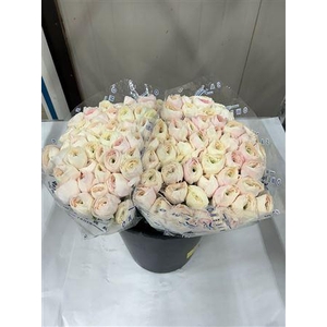 RAN CLONI PRIMA HANOI