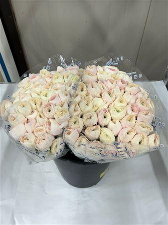 <h4>RAN CLONI PRIMA HANOI</h4>