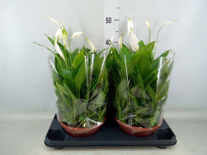 <h4>Spathiphyllum  'Bellini'</h4>