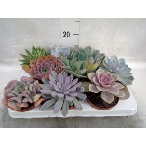 Echeveria   ...mix