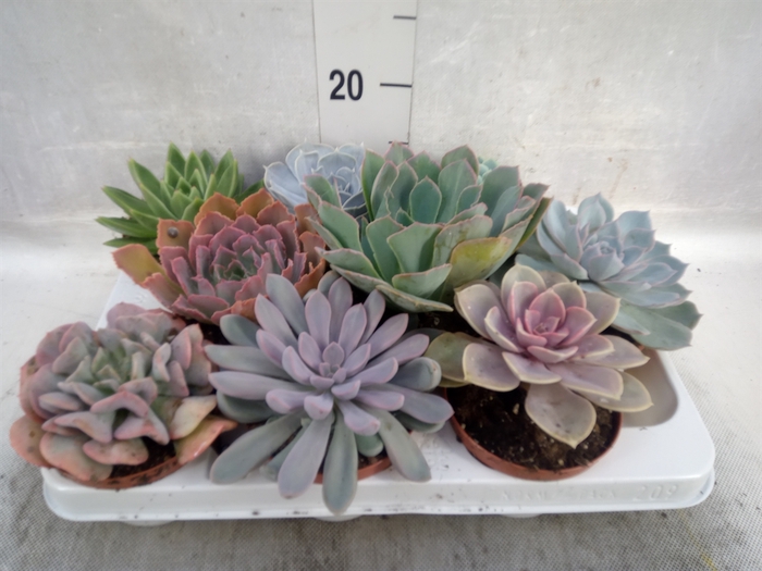 Echeveria   ...mix