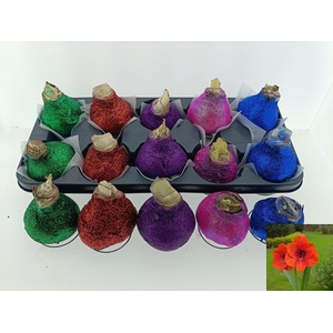 BLOEMBOL HIPPEASTRUM