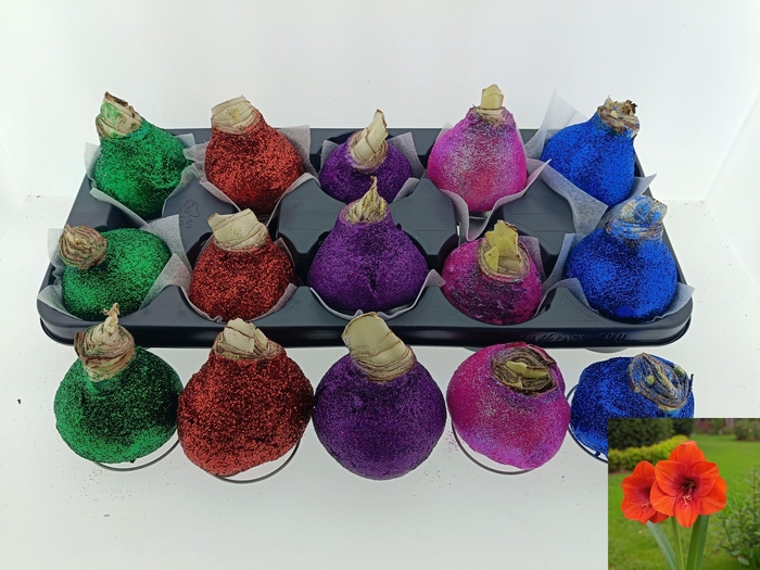 <h4>BLOEMBOL HIPPEASTRUM</h4>