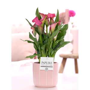 Zantedeschia pink in P&PURE Fleur ceramics pink