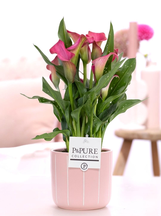 <h4>Zantedeschia pink in P&PURE Fleur ceramics pink</h4>