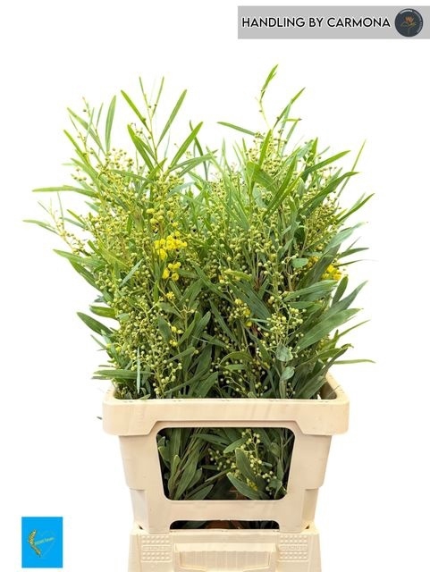 <h4>ACACIA BL RETINO BS</h4>