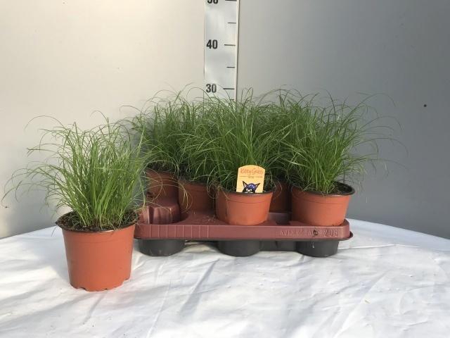 <h4>CYPER ALT ZUMULA</h4>