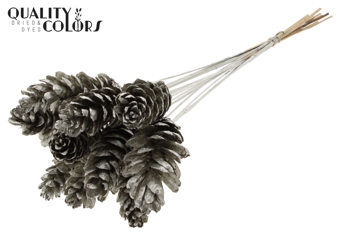 Strobus 10-15cm on stem Platina