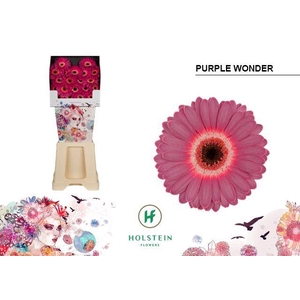 Germini Purple Wonder Diamond