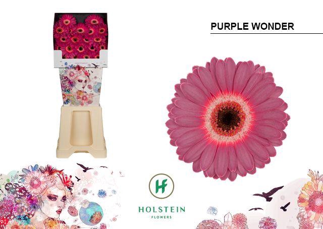 <h4>Germini Purple Wonder Diamond</h4>