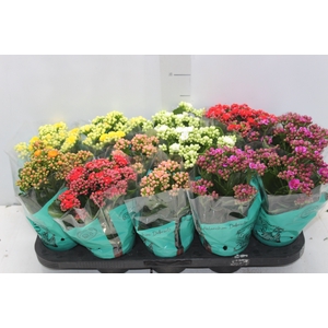 KALANCHOE DOBRADO P11
