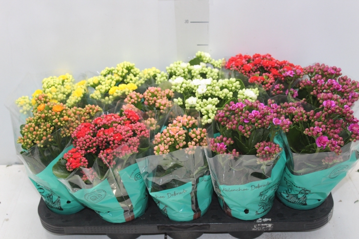 <h4>KALANCHOE DOBRADO P11</h4>