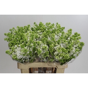 Syringa vulgaris 'White Wonder'