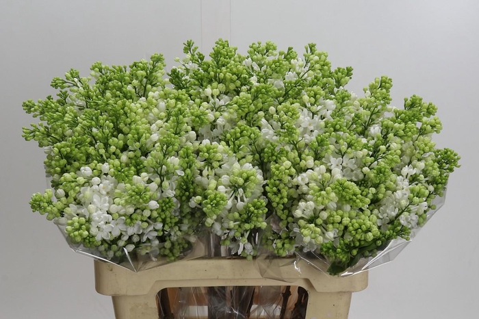 <h4>Syringa vulgaris 'White Wonder'</h4>