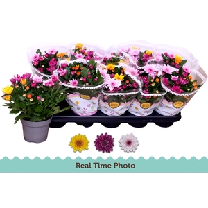 CHRYS MO AUB GEM POT