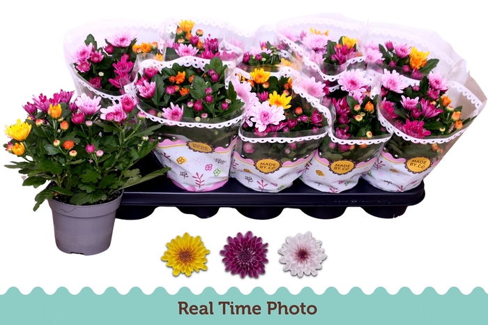 <h4>CHRYS MO AUB GEM POT</h4>