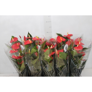 ANTHURIUM ESUDO P12
