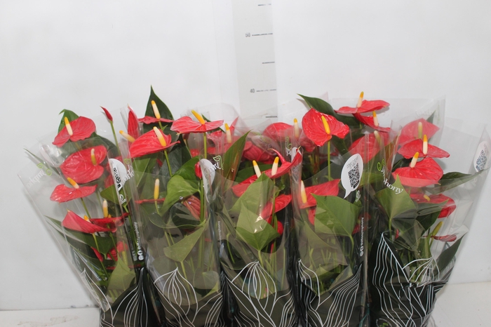 <h4>ANTHURIUM ESUDO P12</h4>