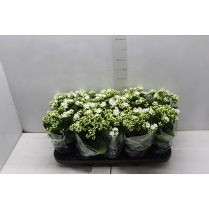 KALANCHOE DOBRADO P11 BRANCO
