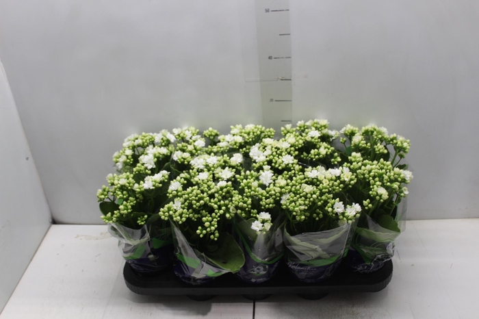 <h4>KALANCHOE DOBRADO P11 BRANCO</h4>