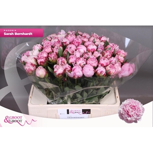 PAEO L SARA BERNHARD