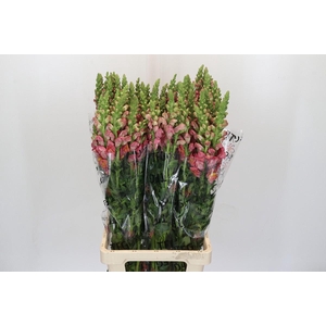 Antirrhinum Potomac Dark Orange